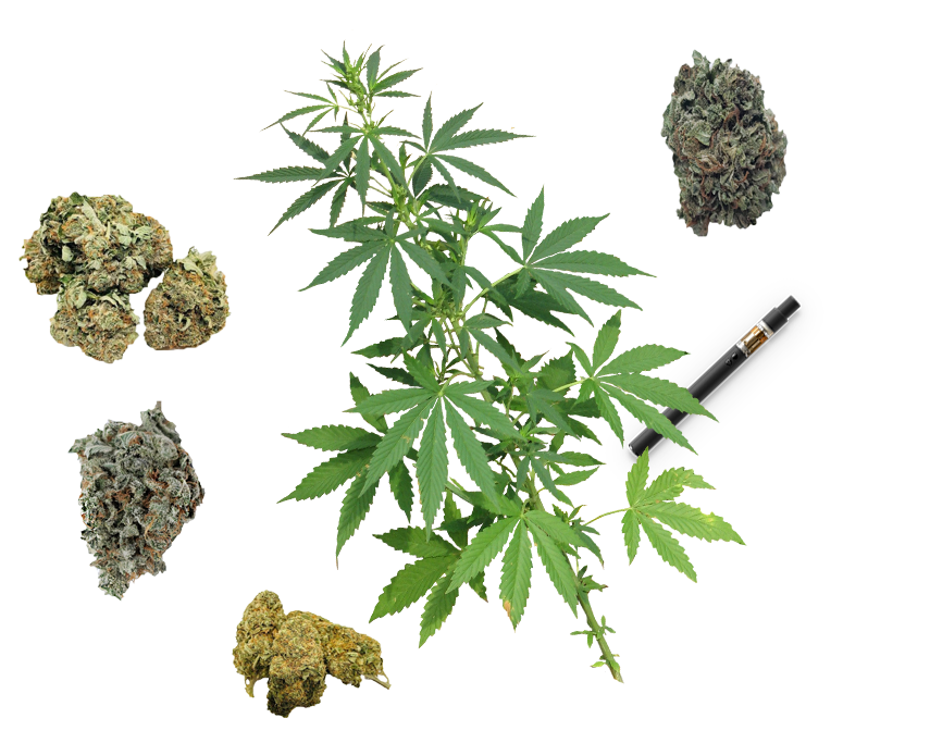 weed-cannabis